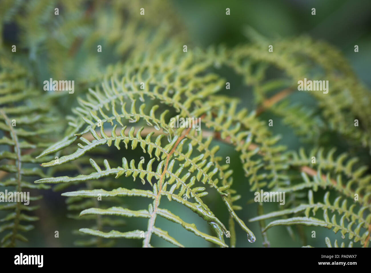 Fern fronds on natural background Stock Photo