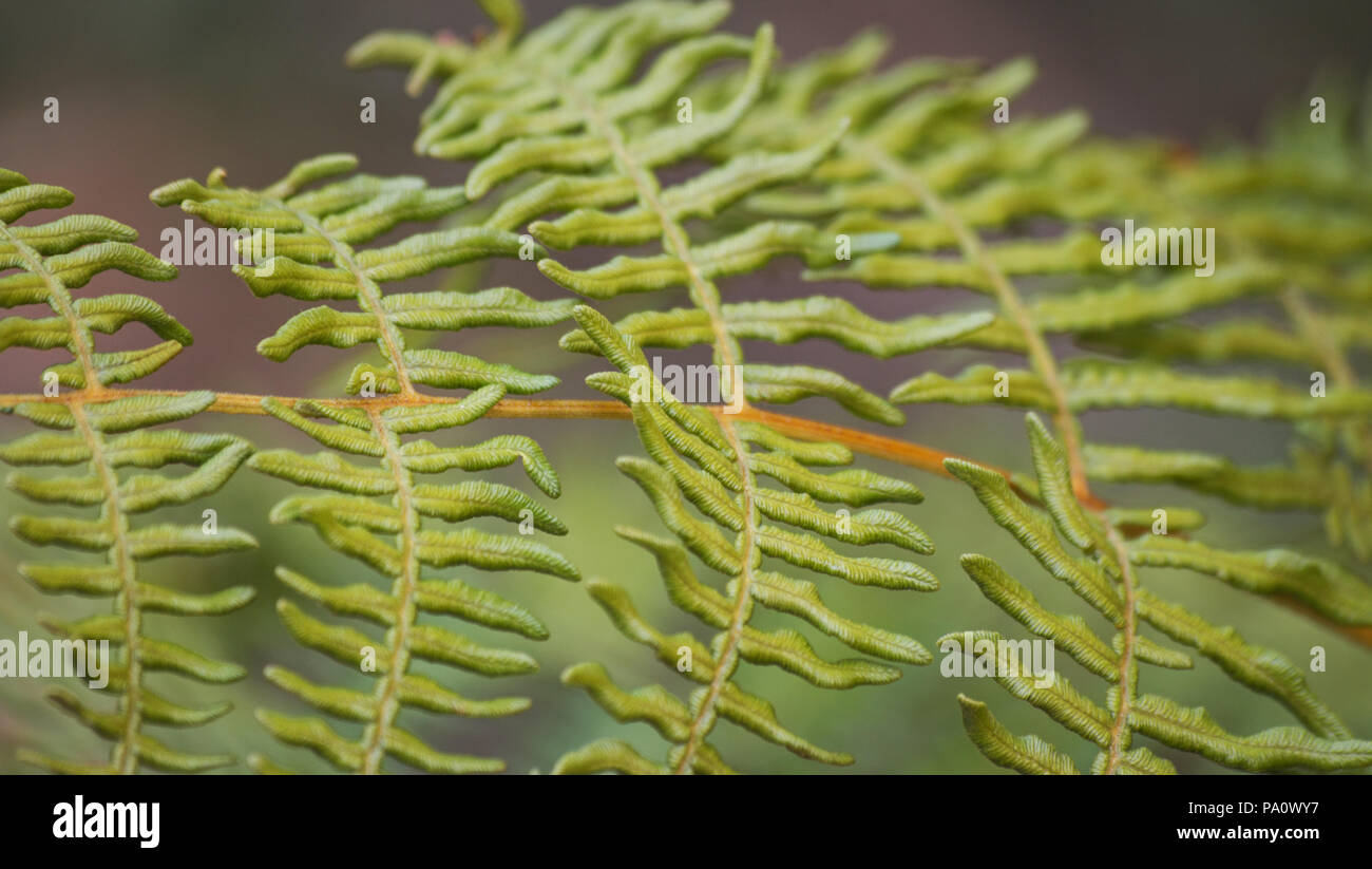 Fern fronds on natural background Stock Photo