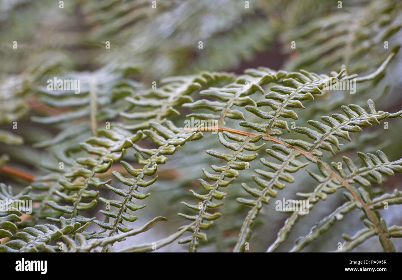 Fern fronds on natural background Stock Photo