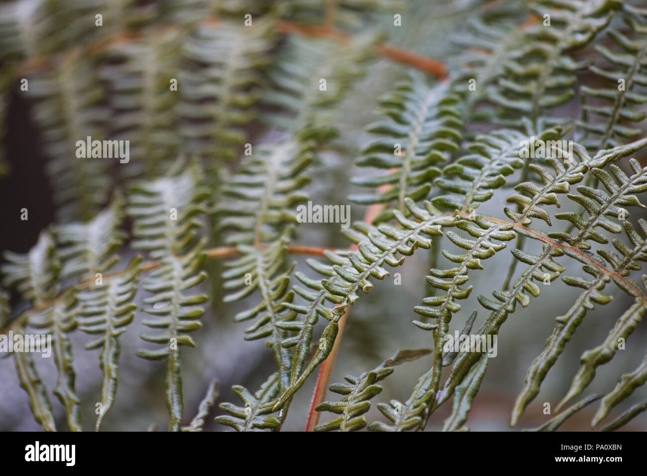 Fern fronds on natural background Stock Photo