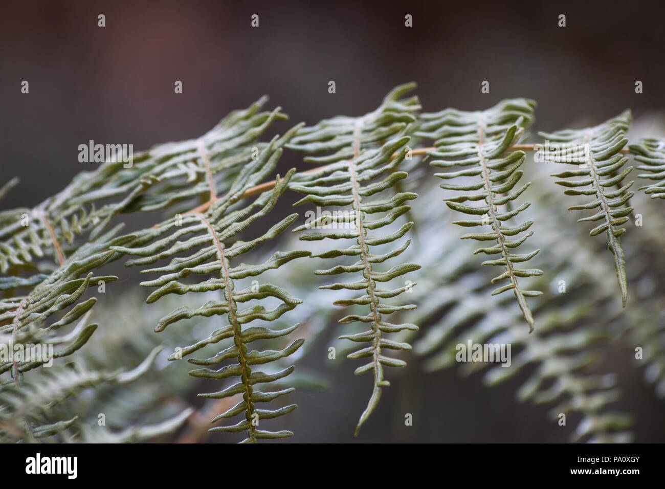 Fern fronds on natural background Stock Photo