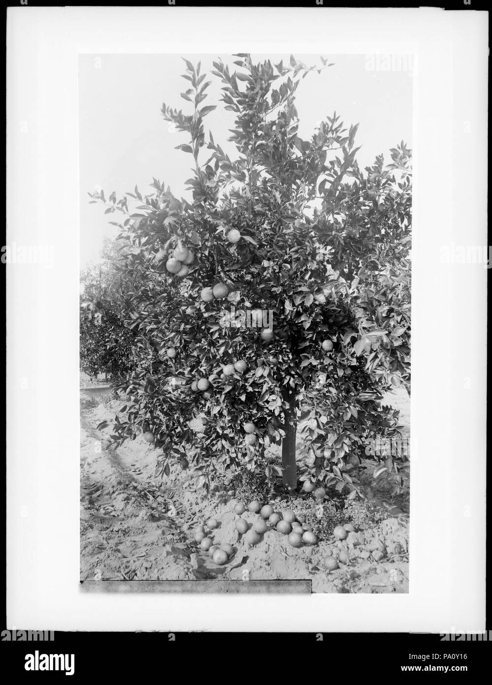 . English: Four-year old orange (lemon?) tree laden with oranges (lemons?) 'at H.S. Snow's', Riverside, California, ca.1910 Photograph of four-year old orange (lemon?) tree laden with oranges (lemons?) 'at H.S. Snow's', Riverside, California, ca.1910. Fruit is visible on the ground under the tree in some ruts as well.  Call number: CHS-172 Filename: CHS-172 Coverage date: circa 1910 Part of collection: California Historical Society Collection, 1860-1960 Format: glass plate negatives Type: images Geographic subject (city or populated place): Riverside Repository name: USC Libraries Special Coll Stock Photo