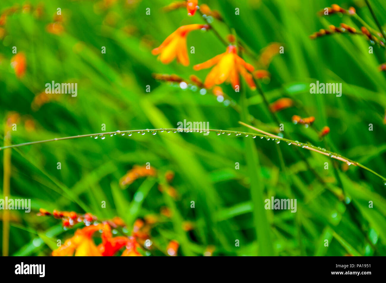 Ardara, County Donegal, Ireland weather. 20th July 2018. Raindrops hang on to flowering wild Montbretia plants, in Irish Fealeastram dearg, on a rainy day on the north-west coast. Credit: Richard Wayman/Alamy Live News Stock Photo