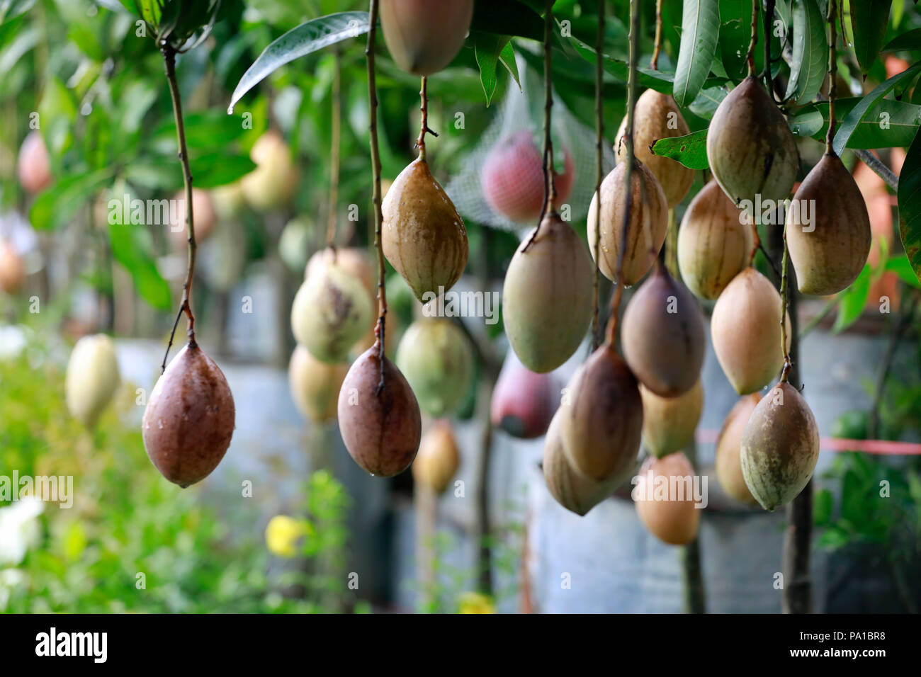 Dhaka, Bangladesh July 20, 2018 Different varieties of mango trees