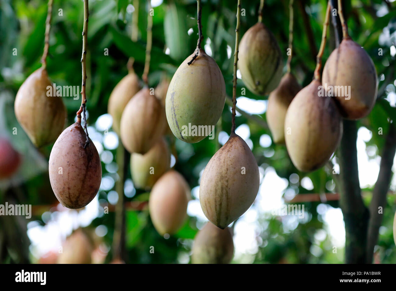 Dhaka, Bangladesh July 20, 2018 Different varieties of mango trees