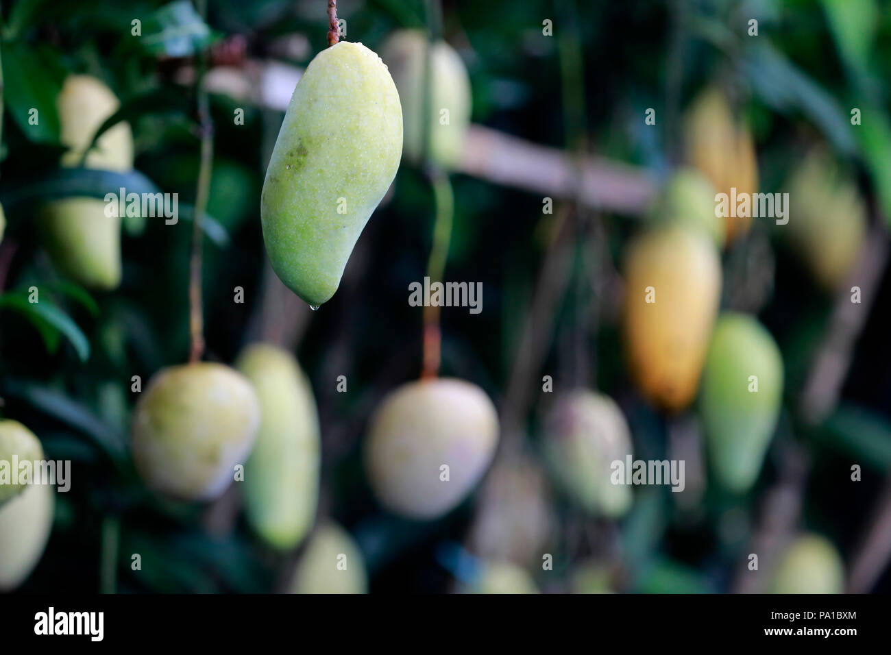 Dhaka, Bangladesh July 20, 2018 Different varieties of mango trees