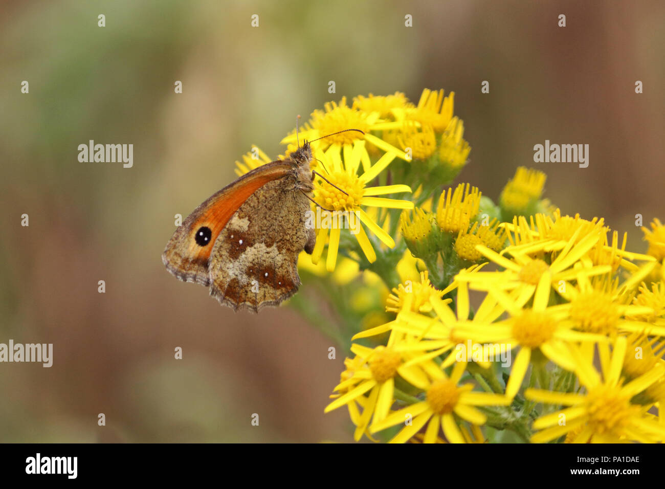 Richmond Park London UK. 20th July 2018. The first day of the big butterfly count with many Gatekeeper butterflies (Pyronia tithonus or Hedge Brown) spotted on flowers in Richmond Park, South West London. The count is on from 20th July to 12th August. Credit: Julia Gavin/Alamy Live News Stock Photo