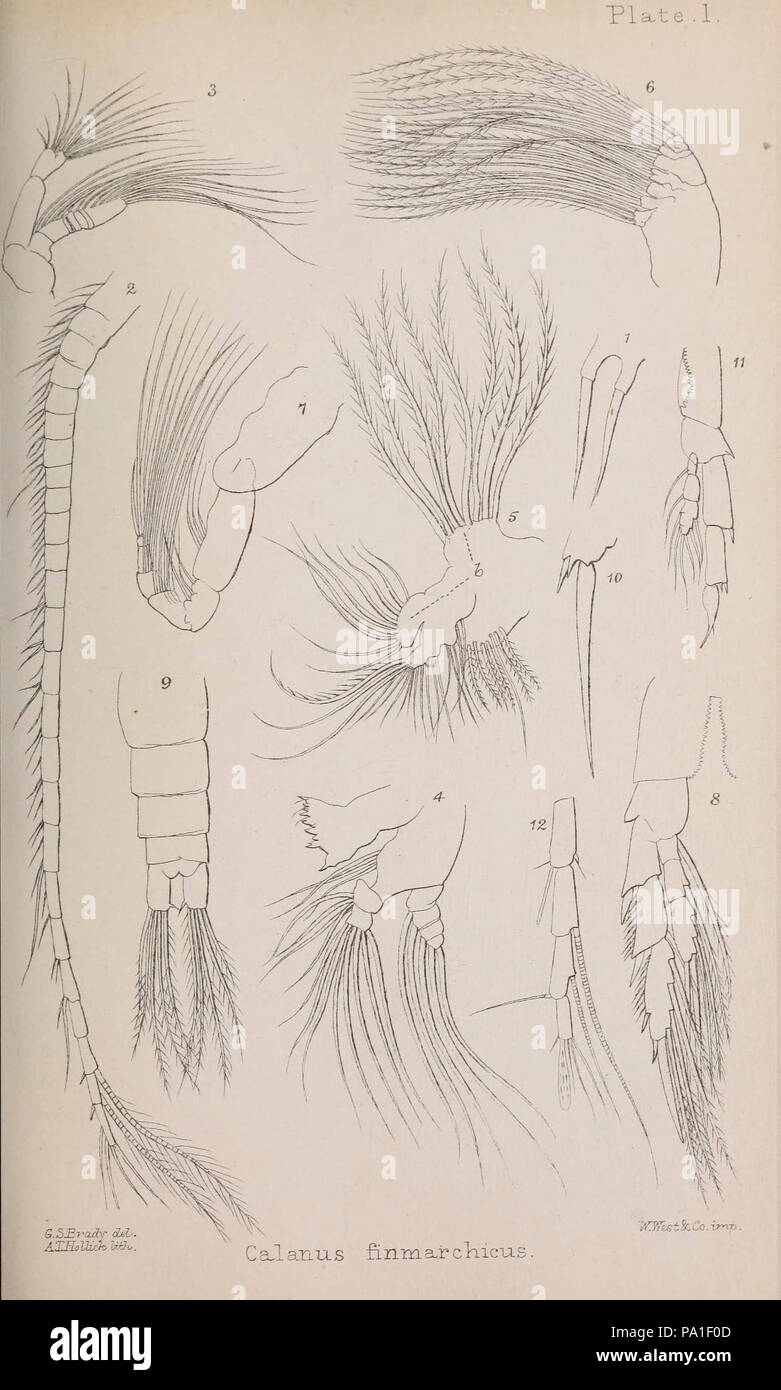 A monograph of the free and semi-parasitic Copepoda of the British islands (Plate I) Stock Photo