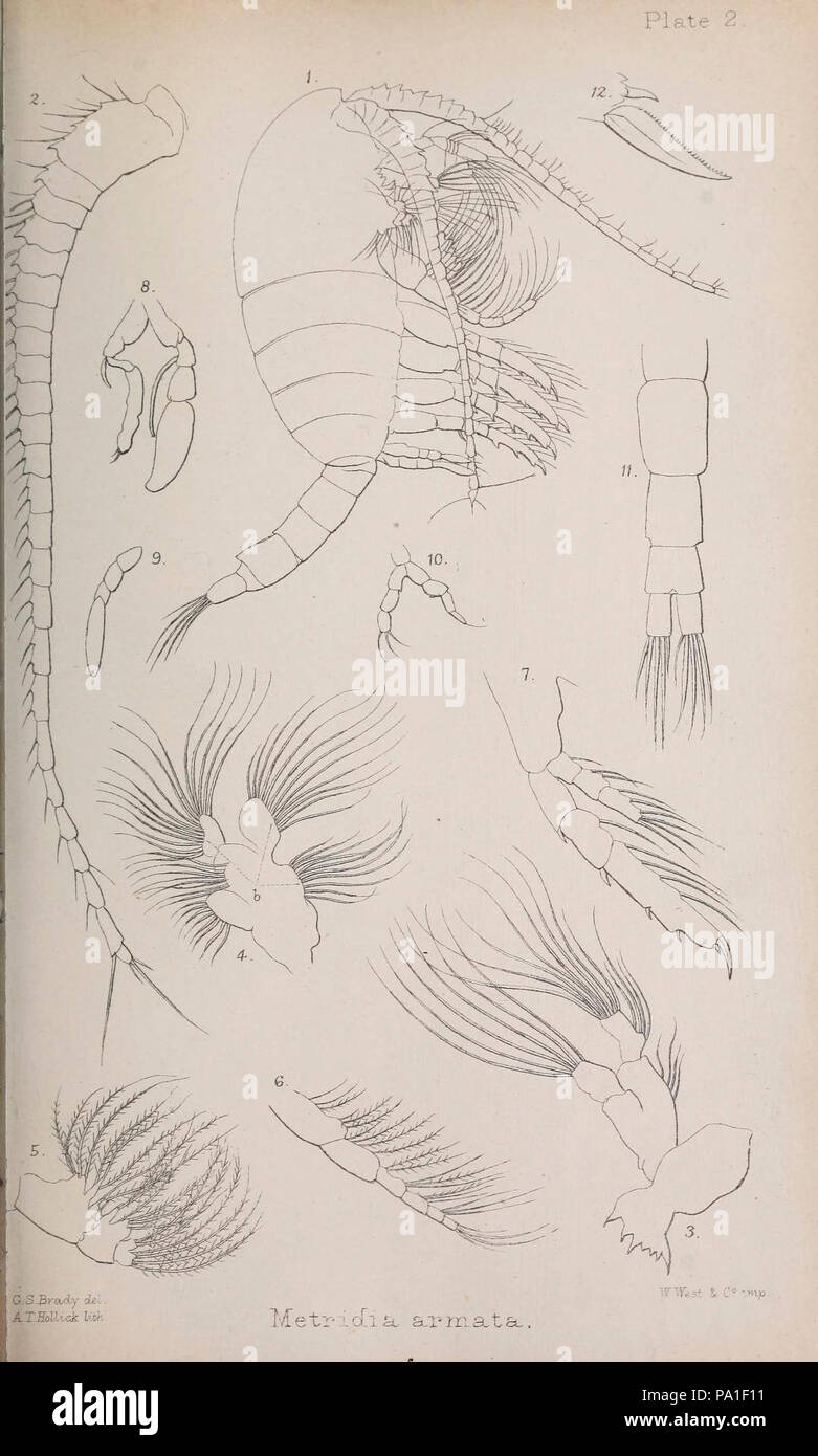 A monograph of the free and semi-parasitic Copepoda of the British islands (Plate II) Stock Photo
