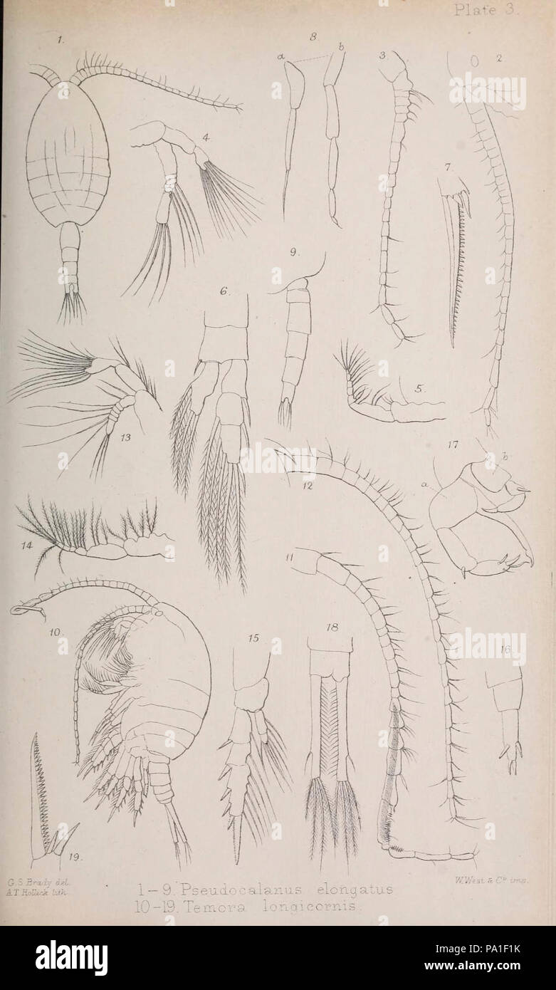 A monograph of the free and semi-parasitic Copepoda of the British islands (Plate III) Stock Photo