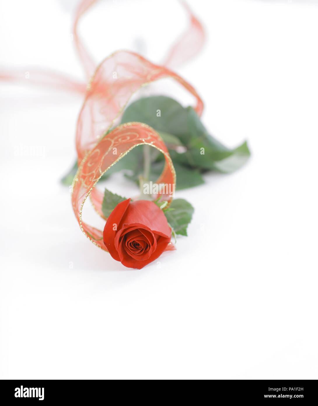 red rose on a white background.photo with copy space Stock Photo - Alamy