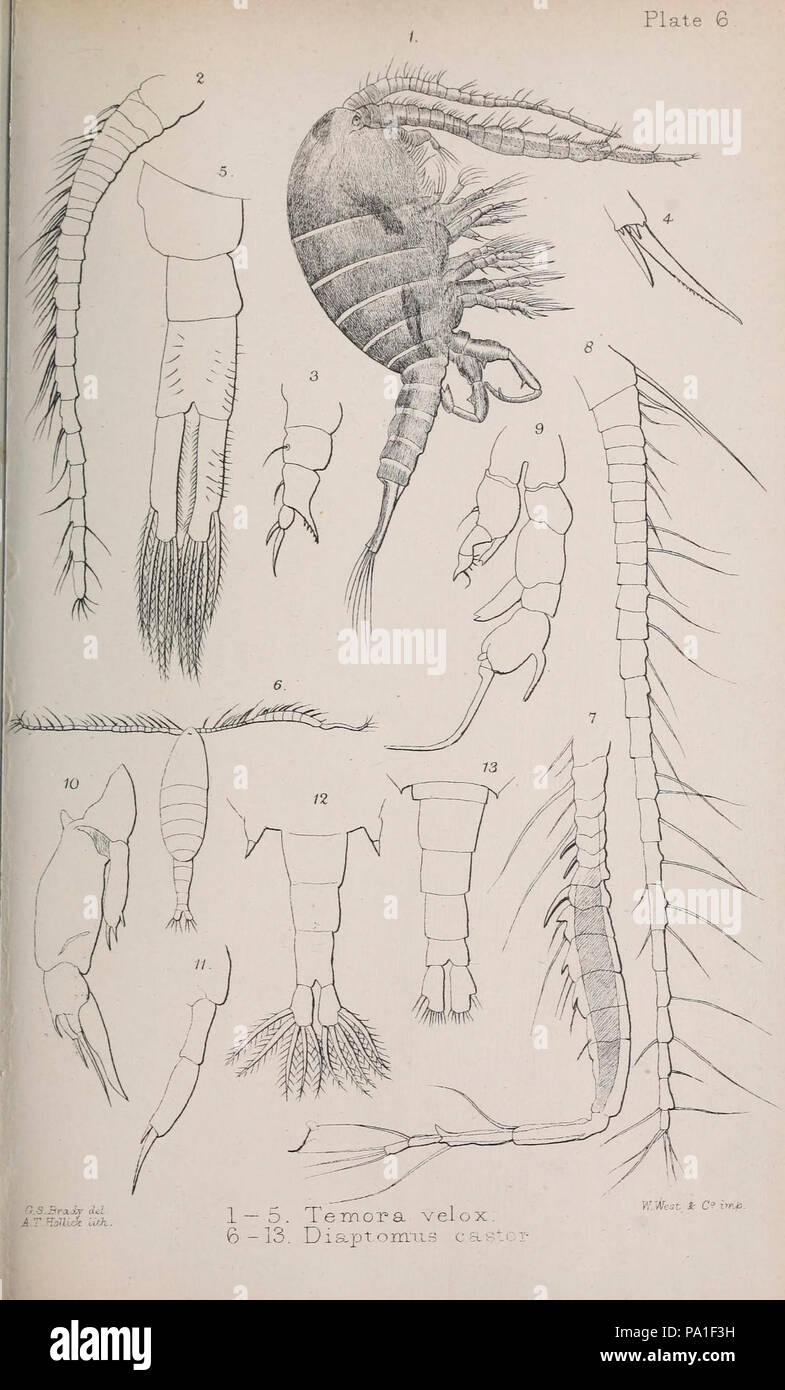 A monograph of the free and semi-parasitic Copepoda of the British islands (Plate VI) Stock Photo