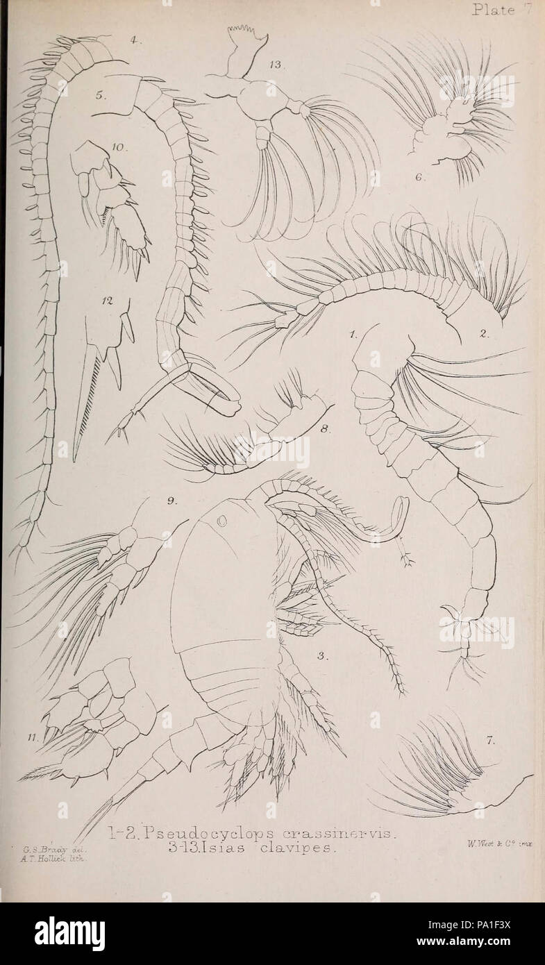A monograph of the free and semi-parasitic Copepoda of the British islands (Plate VII) Stock Photo