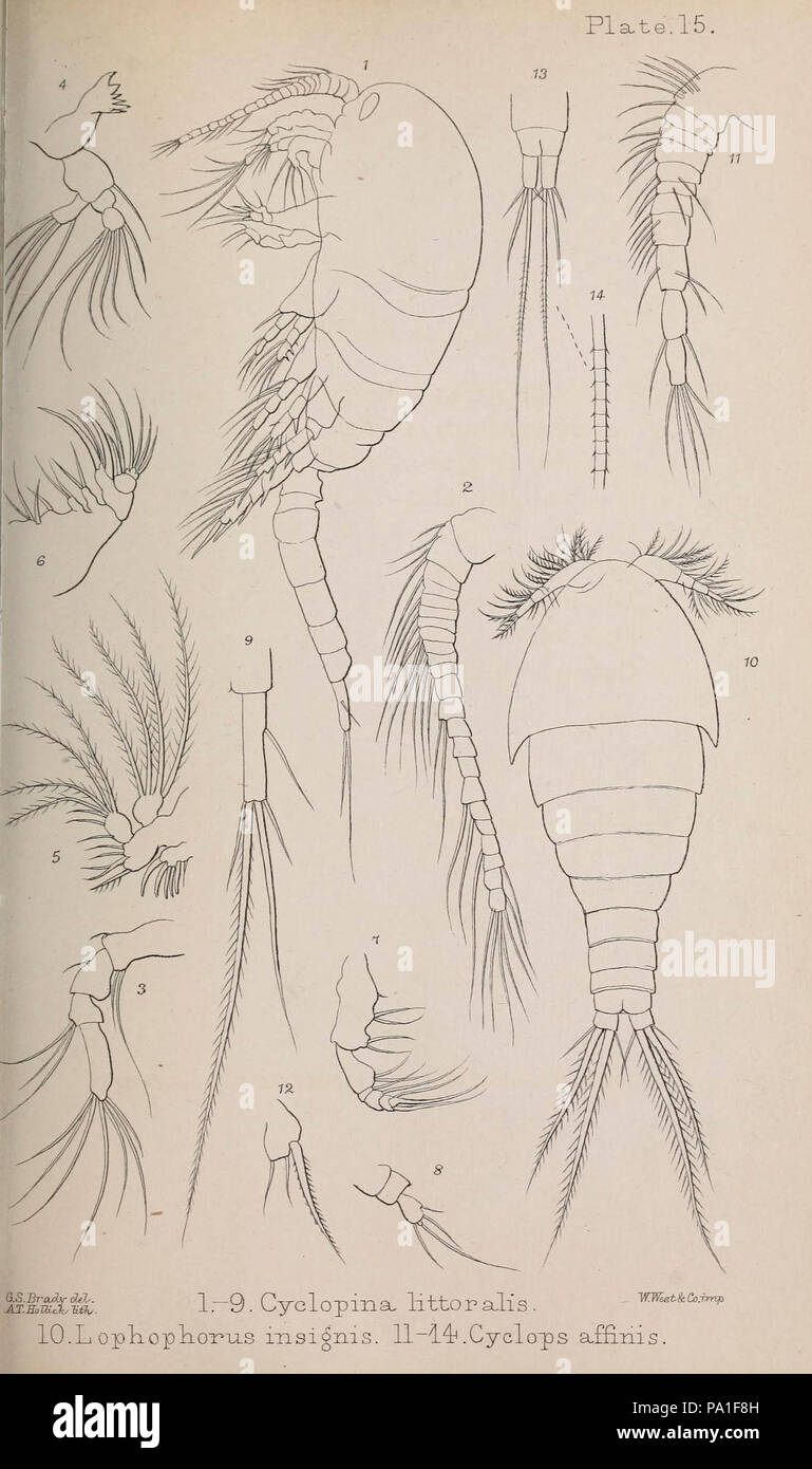A monograph of the free and semi-parasitic Copepoda of the British islands (Plate XV) Stock Photo