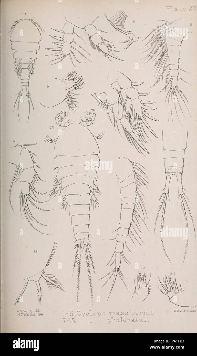 A monograph of the free and semi-parasitic Copepoda of the British islands (Plate XXIII) Stock Photo