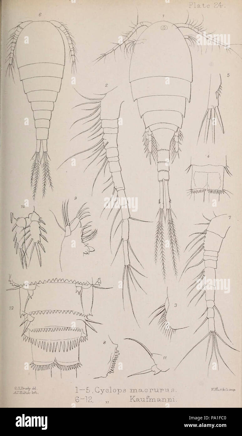 A monograph of the free and semi-parasitic Copepoda of the British islands (Plate XXIV) Stock Photo