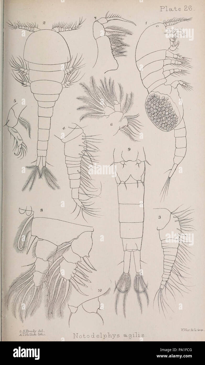 A monograph of the free and semi-parasitic Copepoda of the British islands (Plate XXVI) Stock Photo