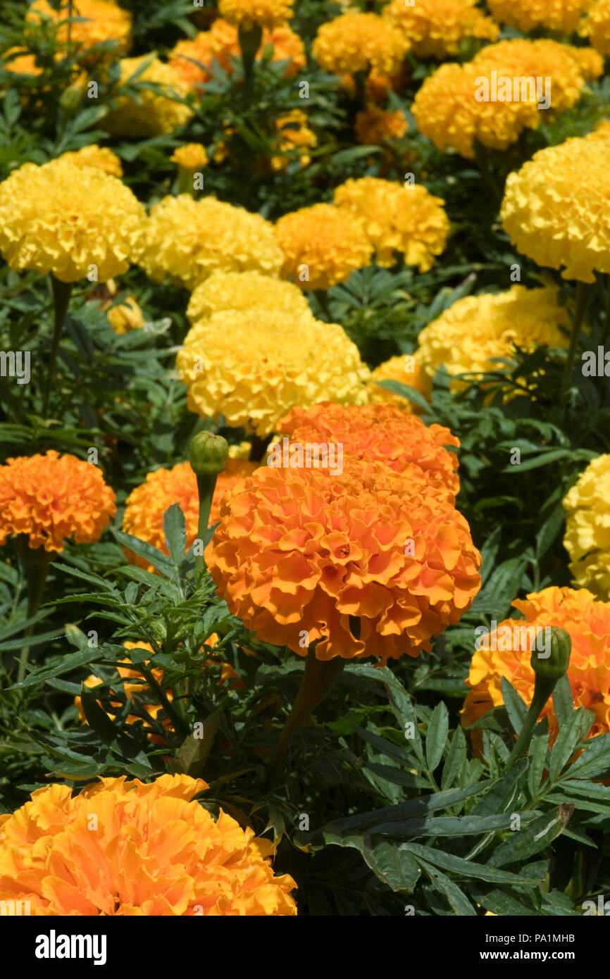 Bright yellow flowers grow in Victoria Park, in central Hamilton