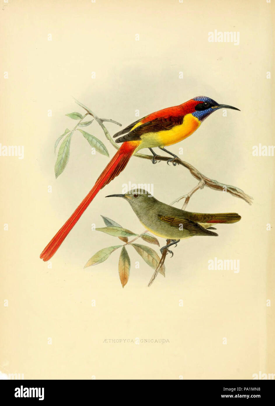 A monograph of the Nectariniidae, or, Family of sun-birds Stock Photo