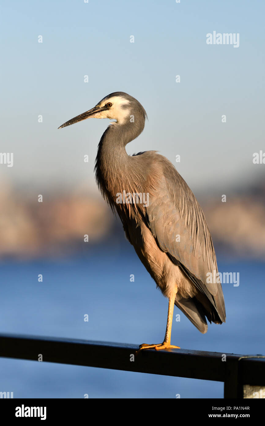 Bird Standing On One Leg On Railing Near The Water Stock Photo Alamy