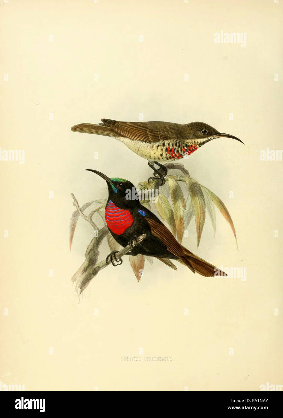 A monograph of the Nectariniidae, or, Family of sun-birds Stock Photo