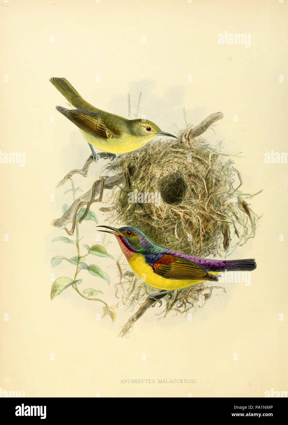 A monograph of the Nectariniidae, or, Family of sun-birds Stock Photo