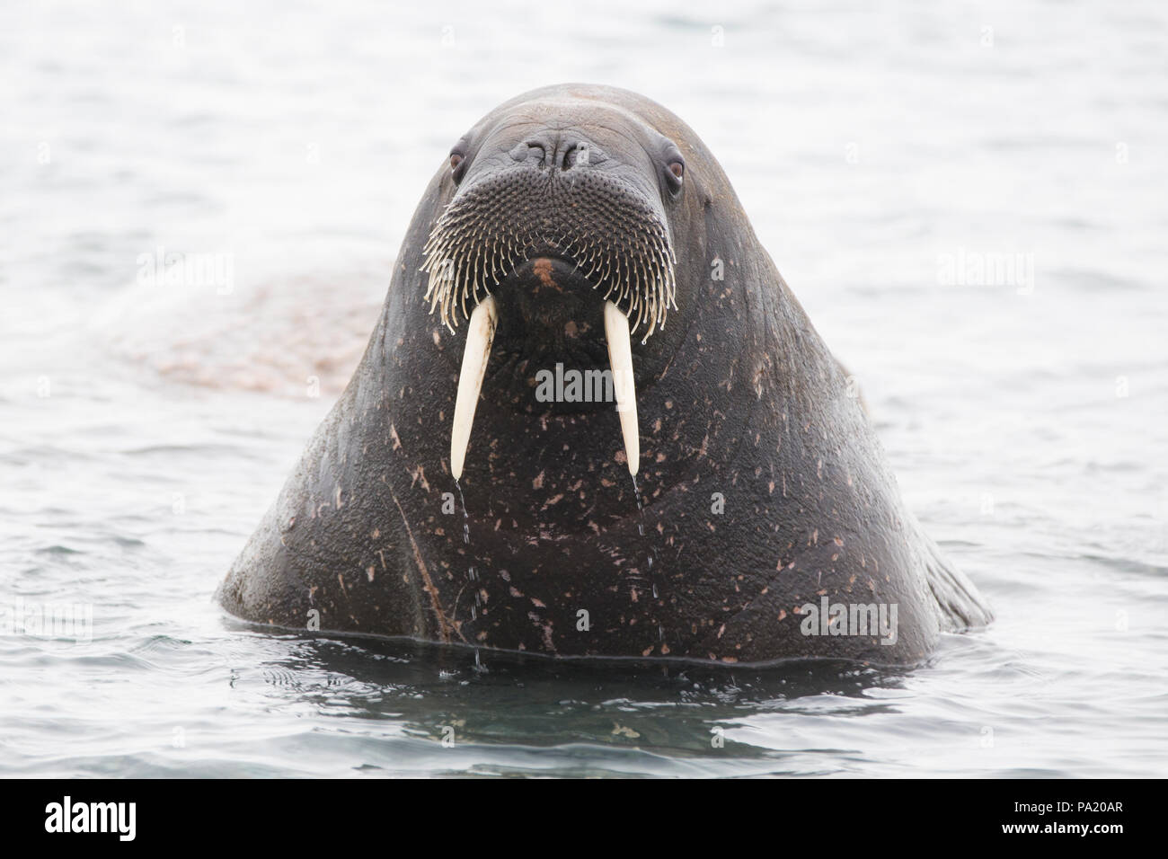 Walrus, Svalbard Stock Photo