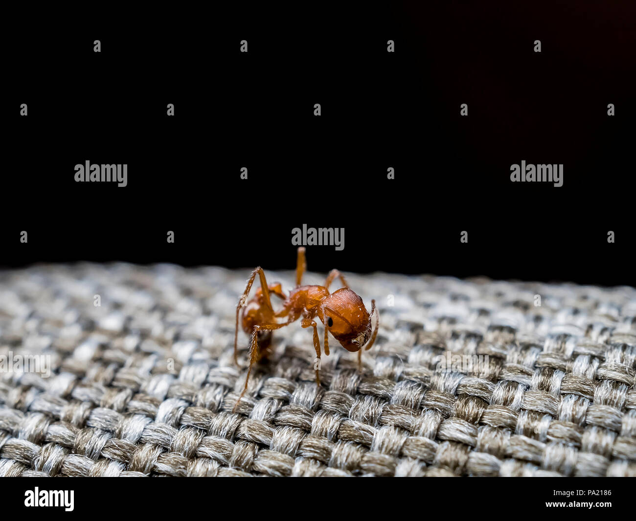 Close up shot of a terrify Fire ant at Los Angeles, California Stock Photo