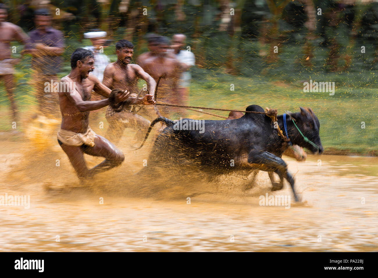 Maramadi, the traditional bull racing event, held every year in the post-harvest season. Stock Photo
