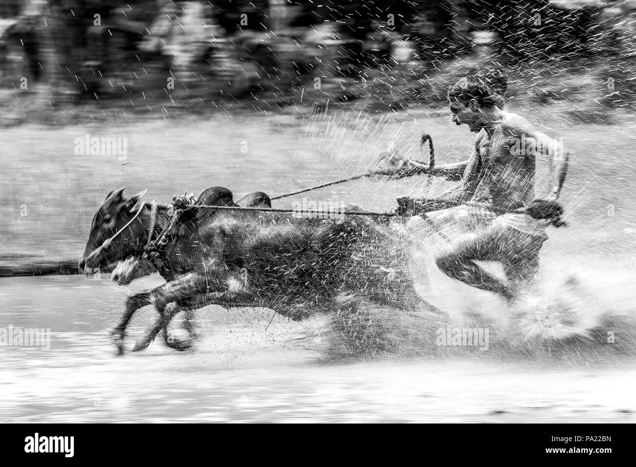 Maramadi, the traditional bull racing event, held every year in the post-harvest season. Stock Photo