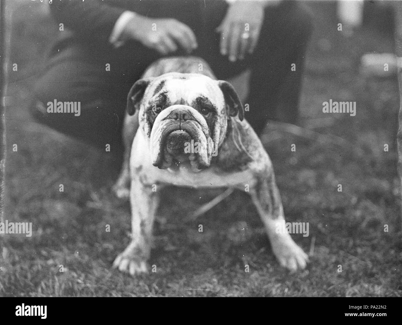 272 SLNSW 50746 Champion bulldog Stock Photo