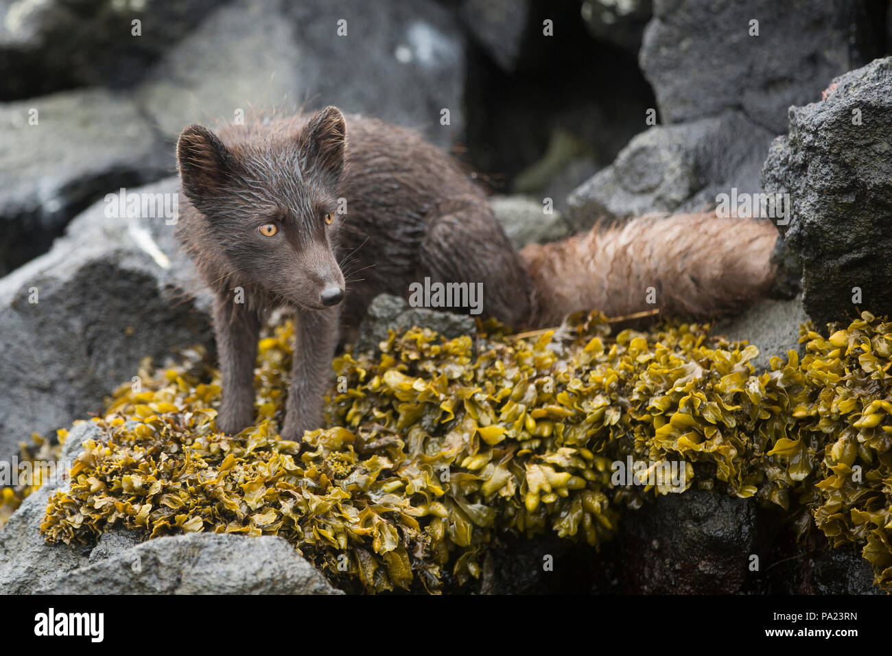 Blue fox tail hi-res stock photography and images - Alamy Blue fox tail hi-res stock photography and images - Alamy