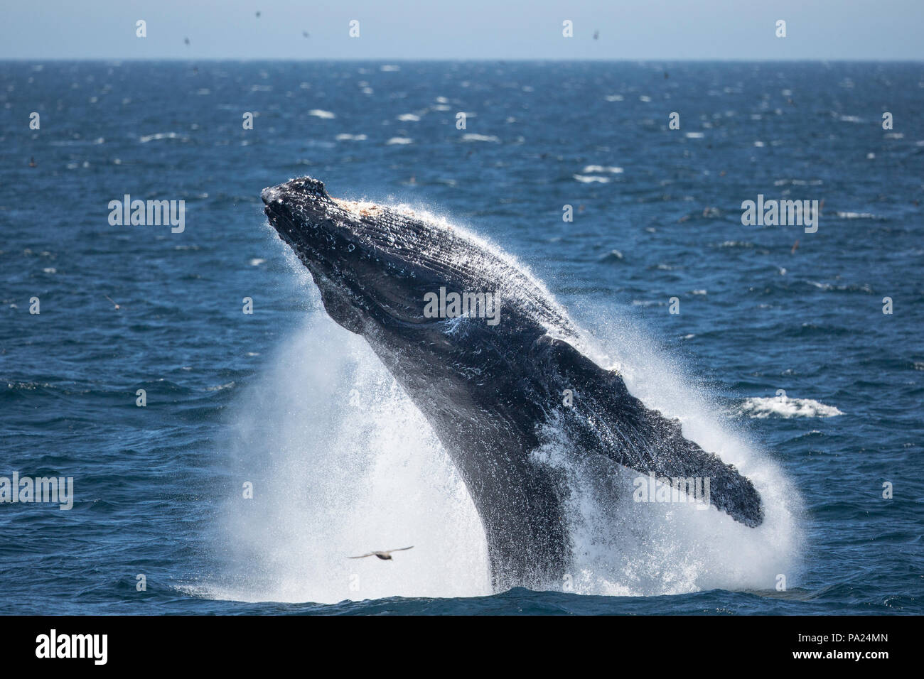 Breaching Humpback Whale, North Pacific Stock Photo