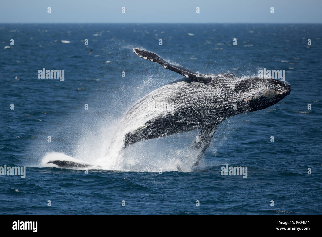 Breaching Humpback Whale, North Pacific Stock Photo