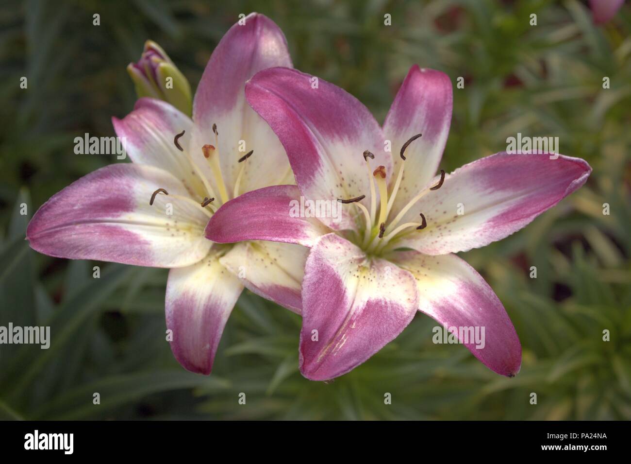 Two Pink and White Lilies Blooming Stock Photo