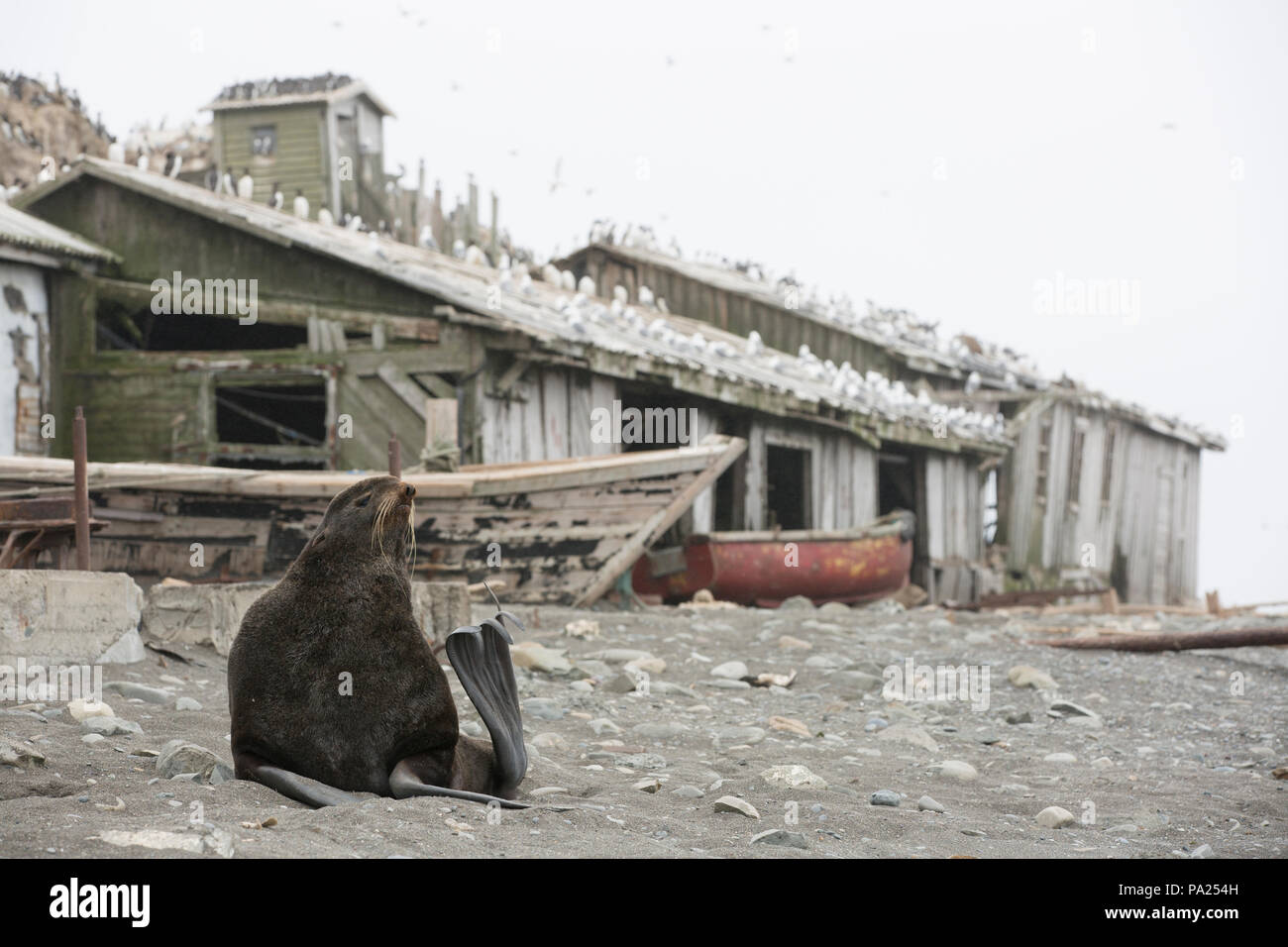 Northern Fur Seal and abandoned buildings on Tyuleniy Island Stock Photo