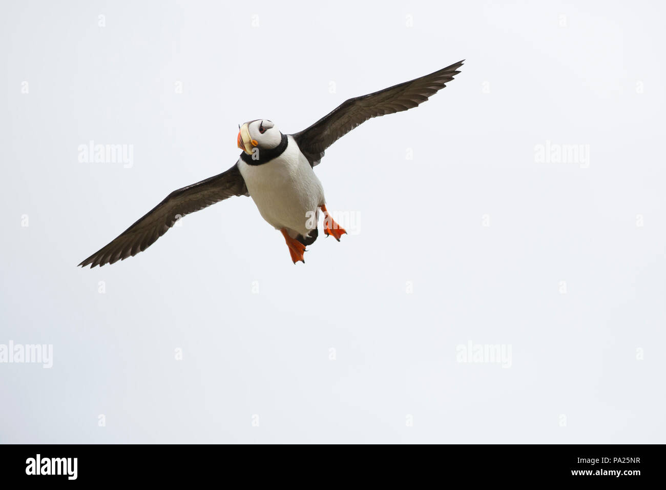 Horned Puffin in flight Stock Photo