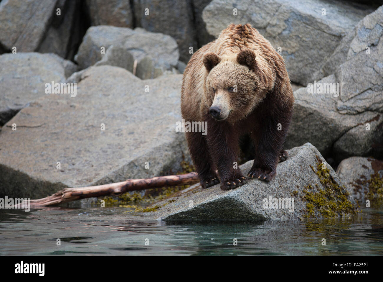 One Kamchatka brown bear (Ursus arctos beringianus) on the coastline of ...