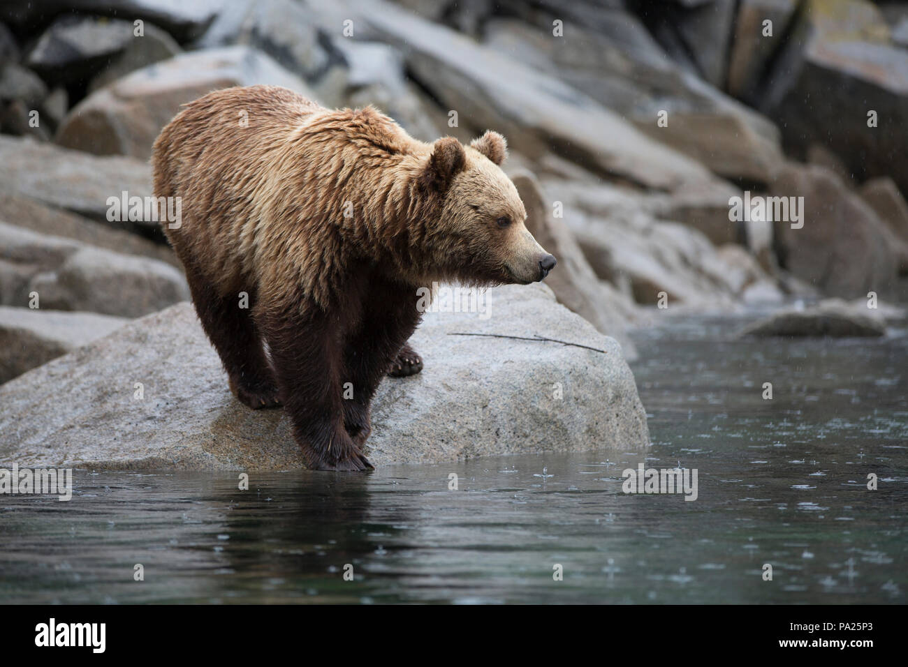 One Kamchatka brown bear (Ursus arctos beringianus) on the coastline of Eastern Russia Stock Photo