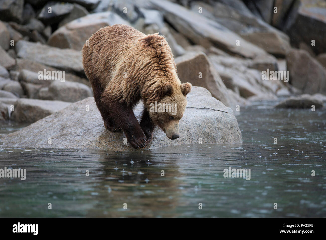 One Kamchatka brown bear (Ursus arctos beringianus) on the coastline of ...