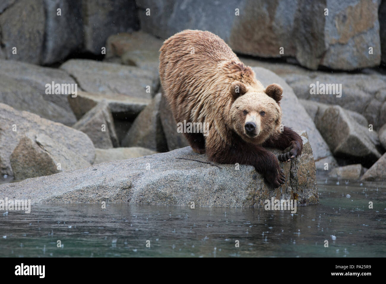 One Kamchatka brown bear (Ursus arctos beringianus) on the coastline of Eastern Russia Stock Photo