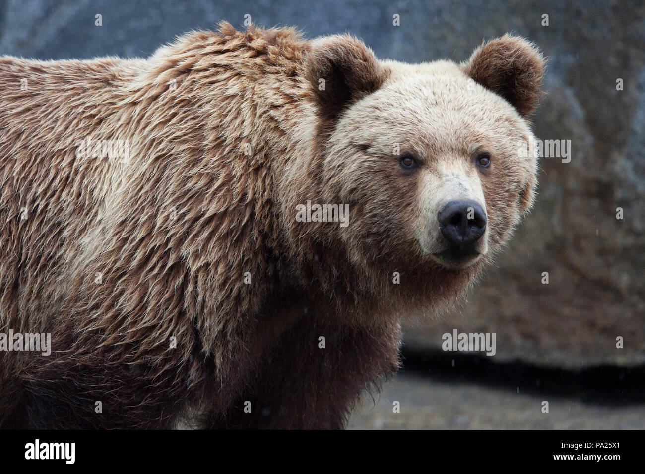 One Kamchatka brown bear (Ursus arctos beringianus) on the coastline of Eastern Russia Stock Photo