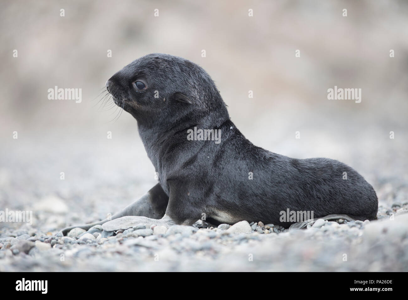 Northern fur seal newborn pup (Callorhinus ursinus) Stock Photo