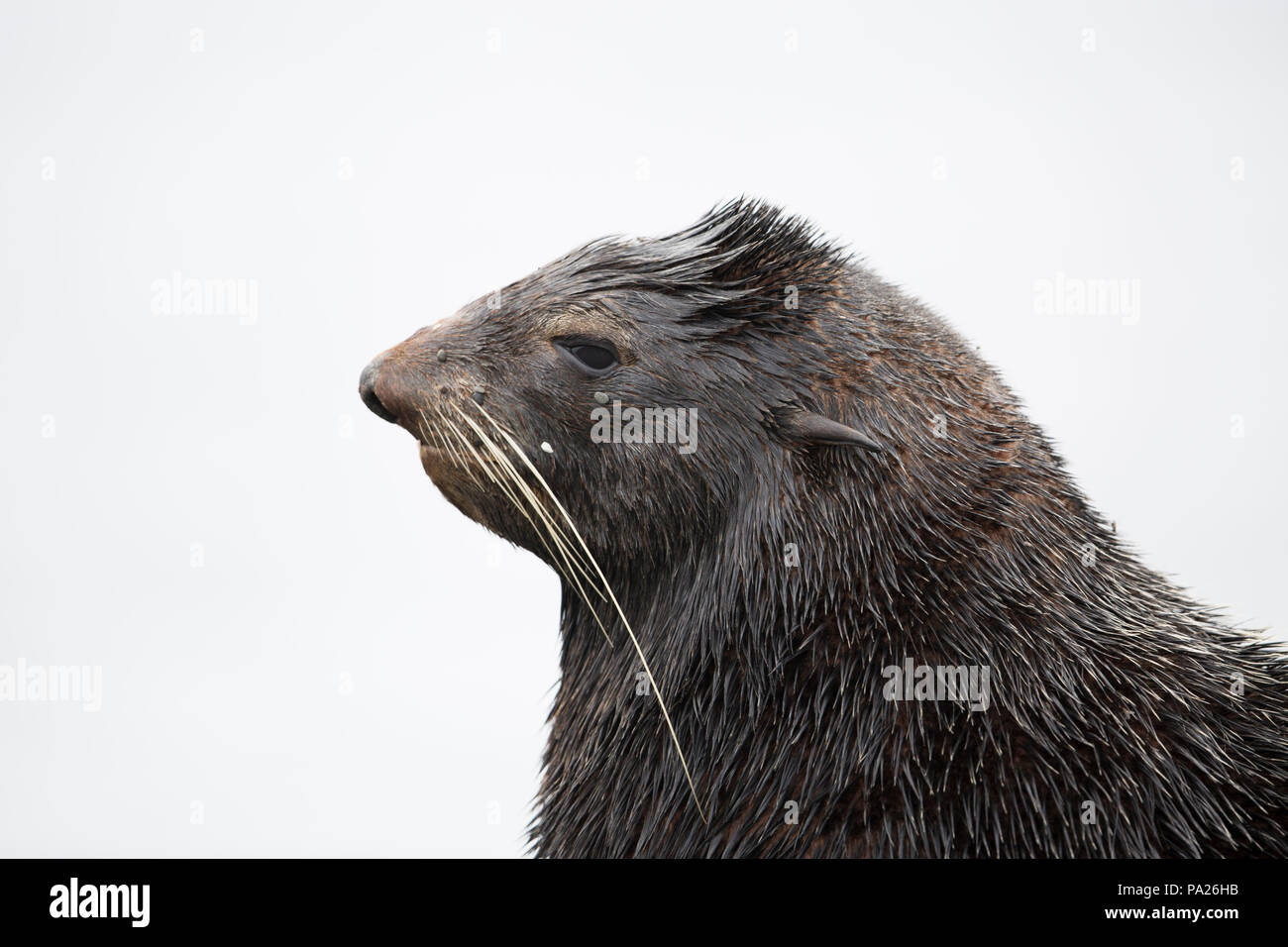 Northern fur seal (Callorhinus ursinus) Stock Photo