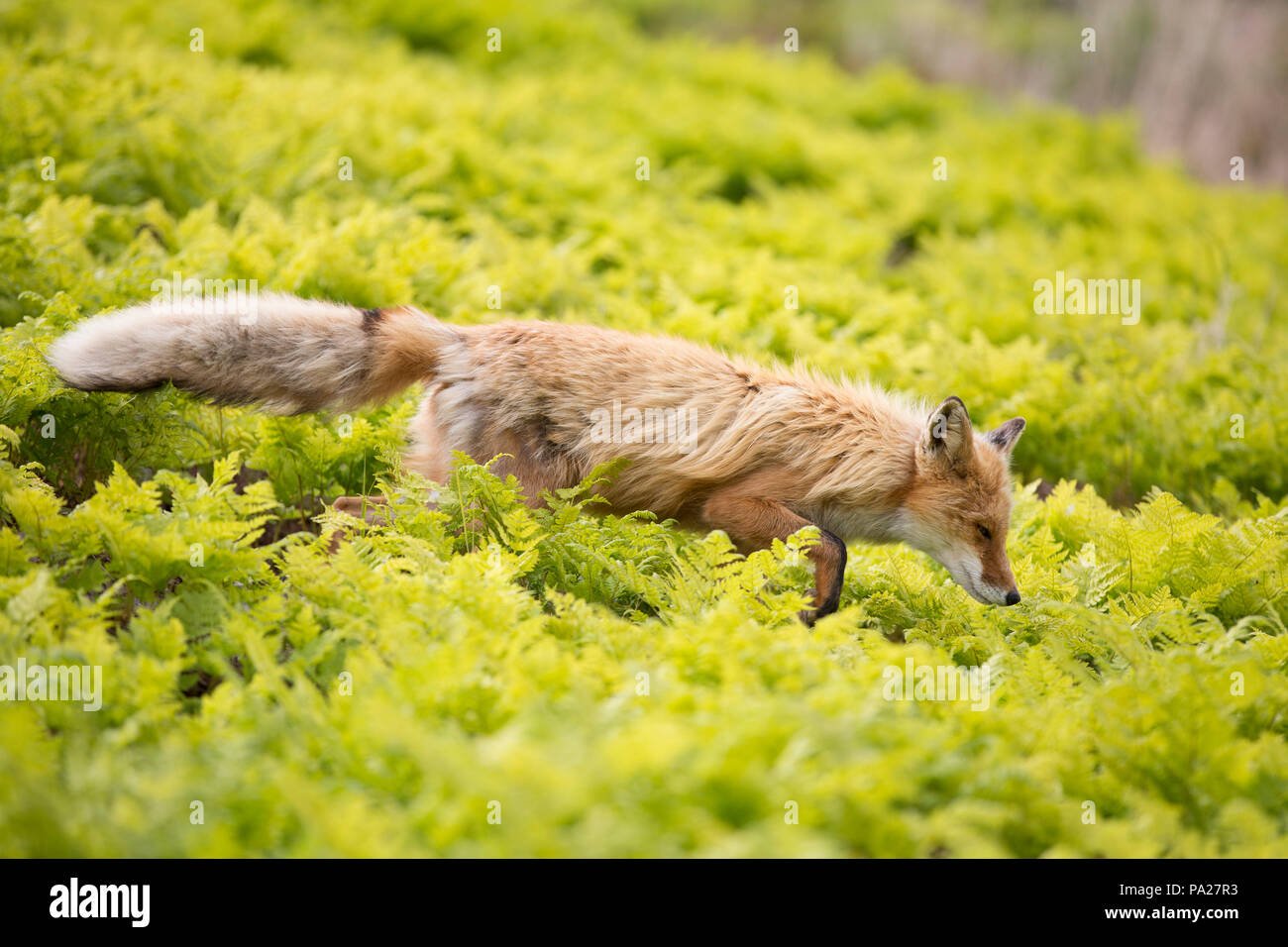 Yakutsk Red Fox (Vulpes vulpes), Kamchatka Stock Photo