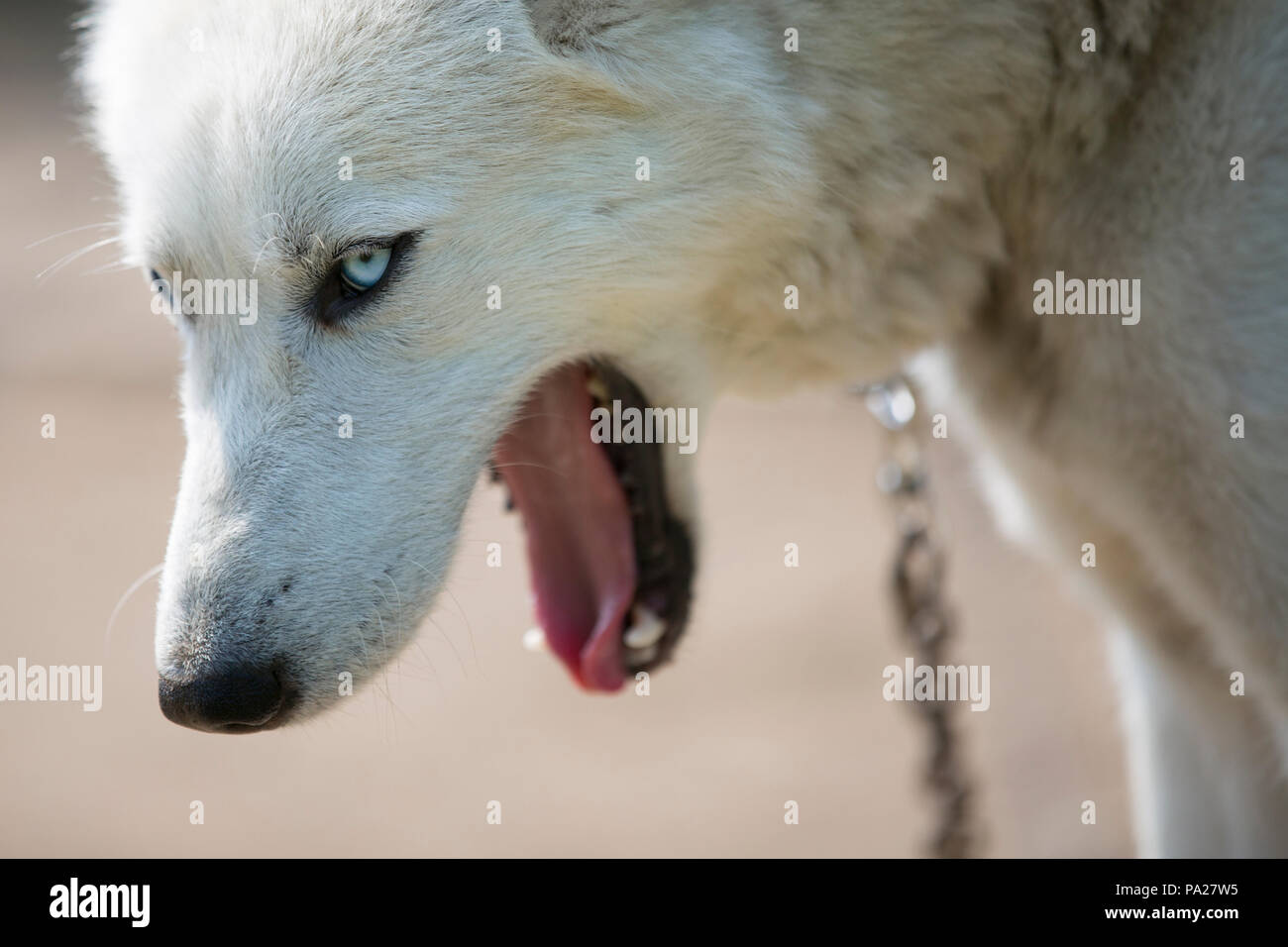 Working dogs at kennels in Kamchatka Stock Photo