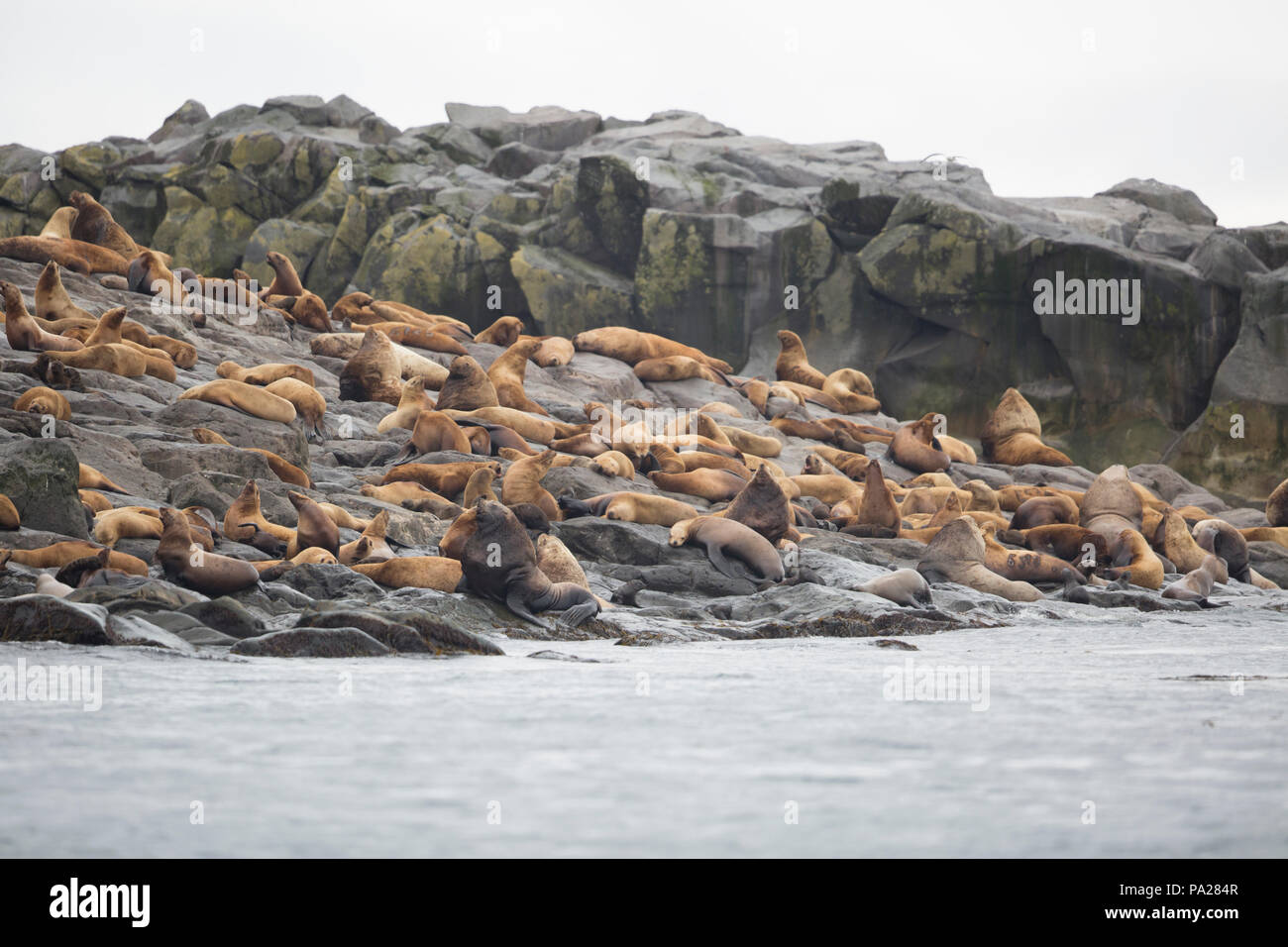 Steller Sea Lion colony, Sea of Okhotsk Stock Photo