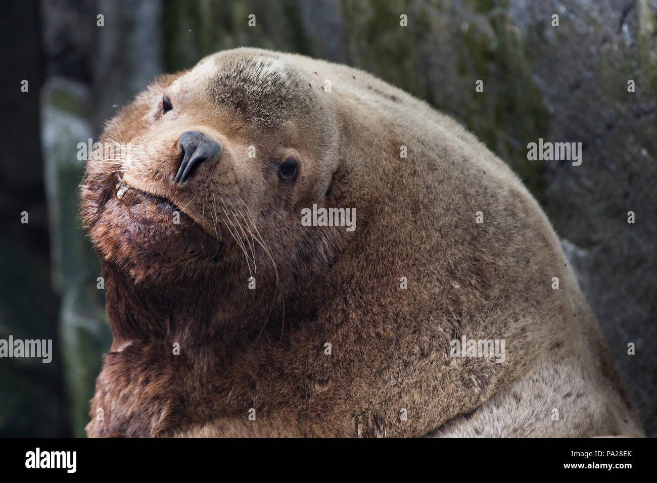 Steller Steller sea lion hi-res stock photography and images - Alamy