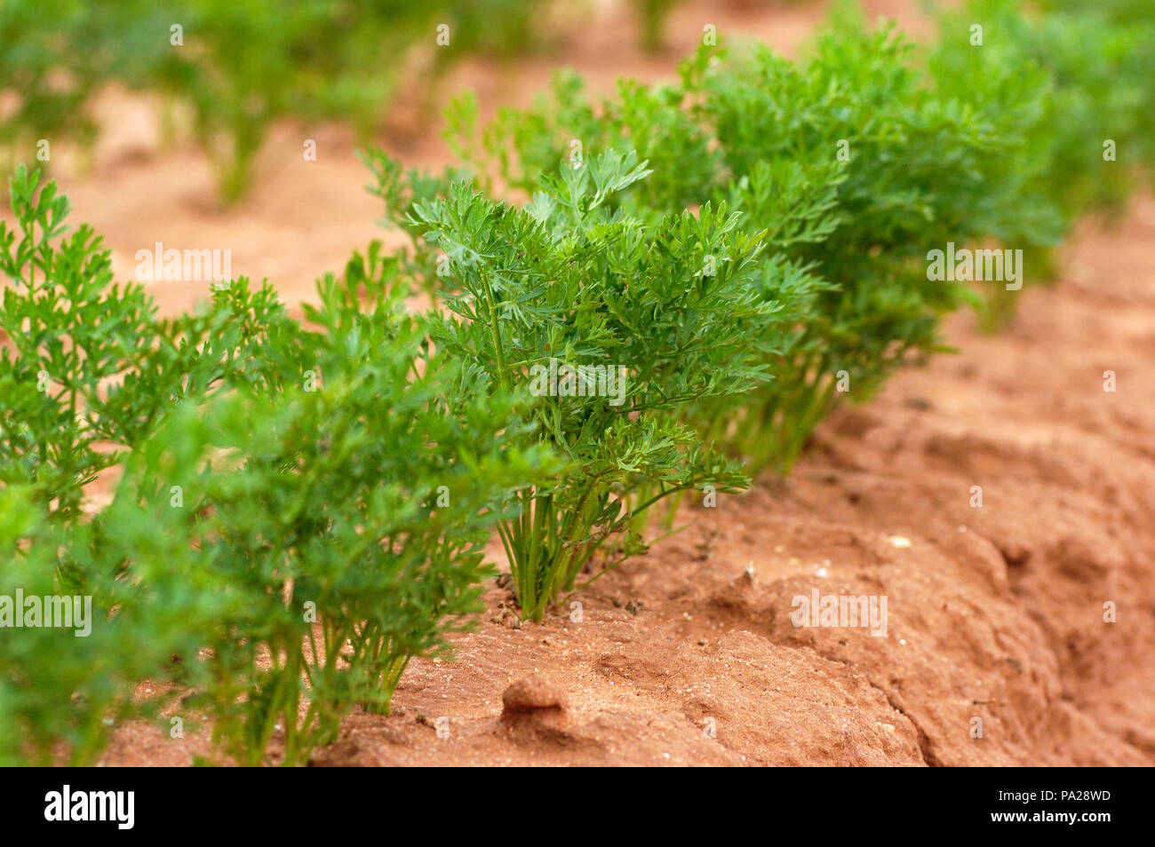 Young carrot plants growing in field Stock Photo Alamy