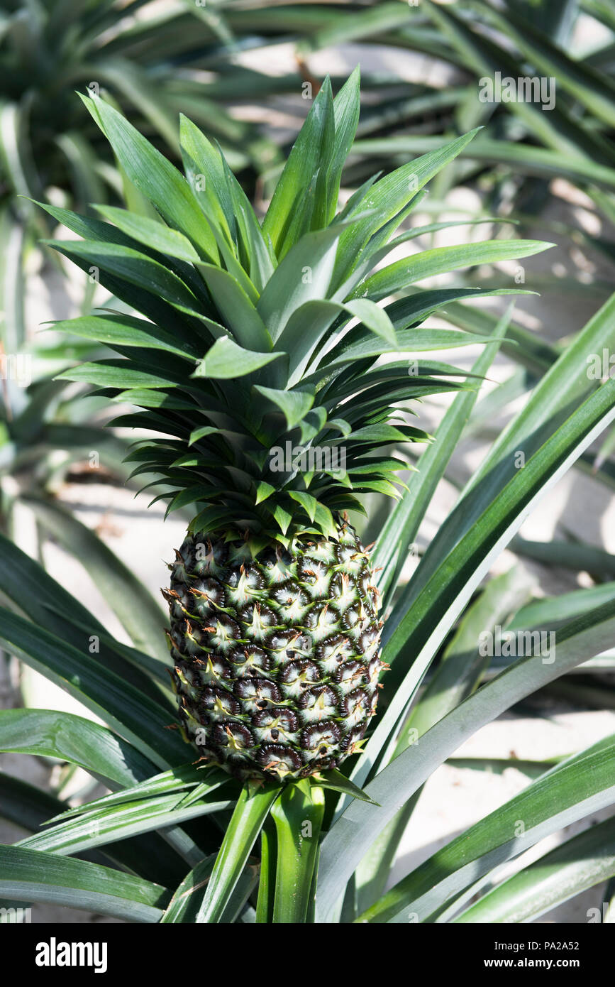 Pineapple Species Stock Photos & Pineapple Species Stock Images Alamy